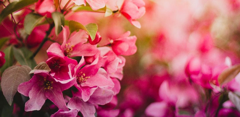 tree red flowers blooming